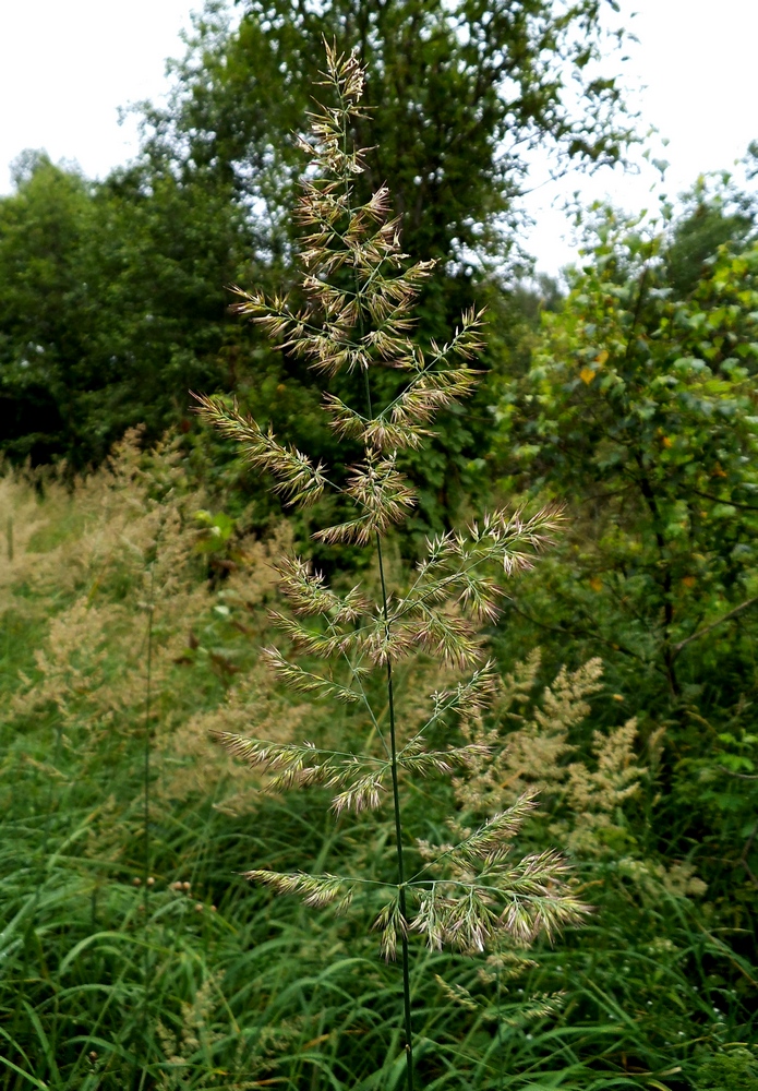 Image of Calamagrostis epigeios specimen.