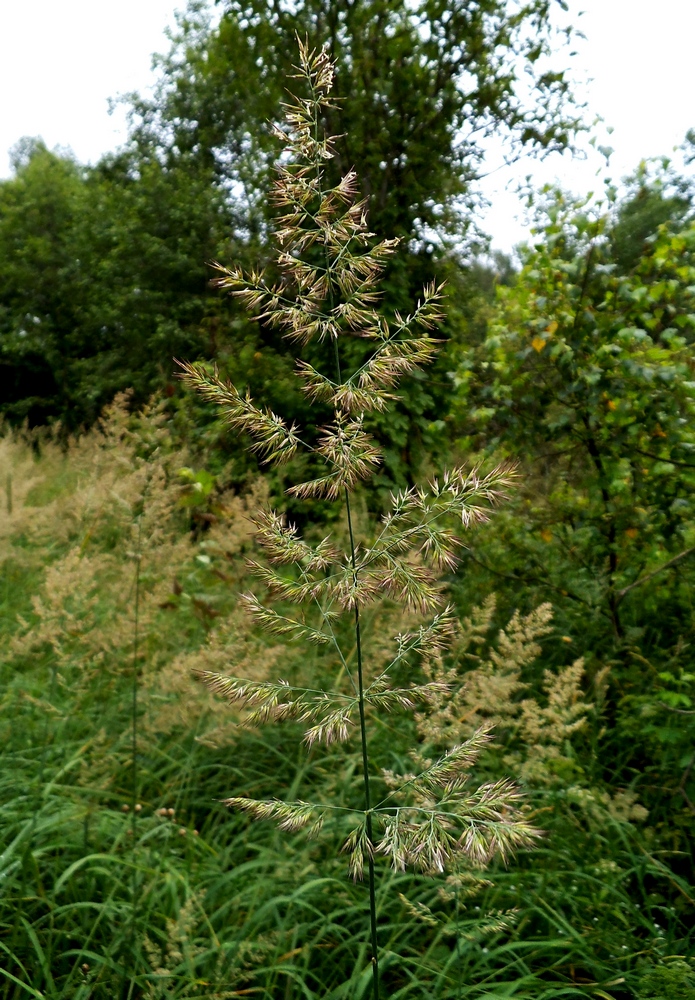 Изображение особи Calamagrostis epigeios.