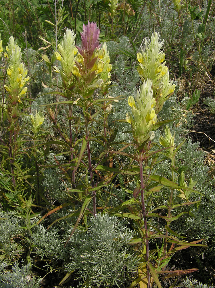 Image of Melampyrum argyrocomum specimen.