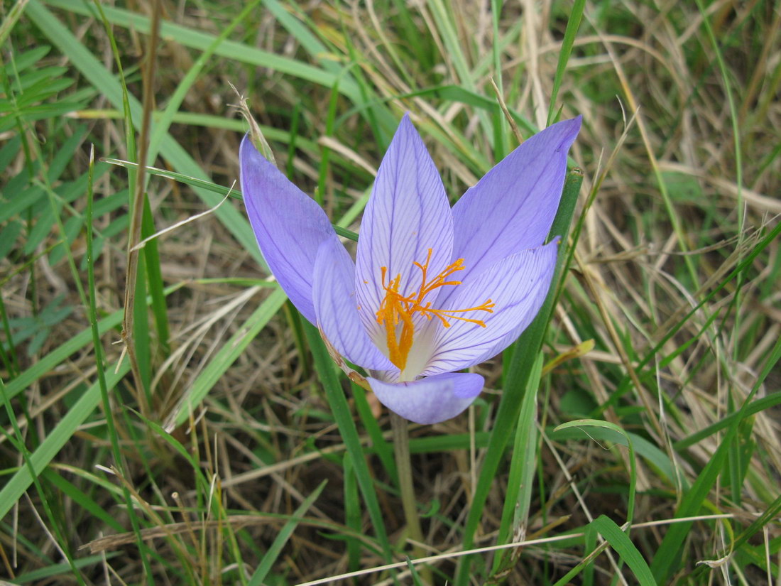 Image of Crocus speciosus specimen.