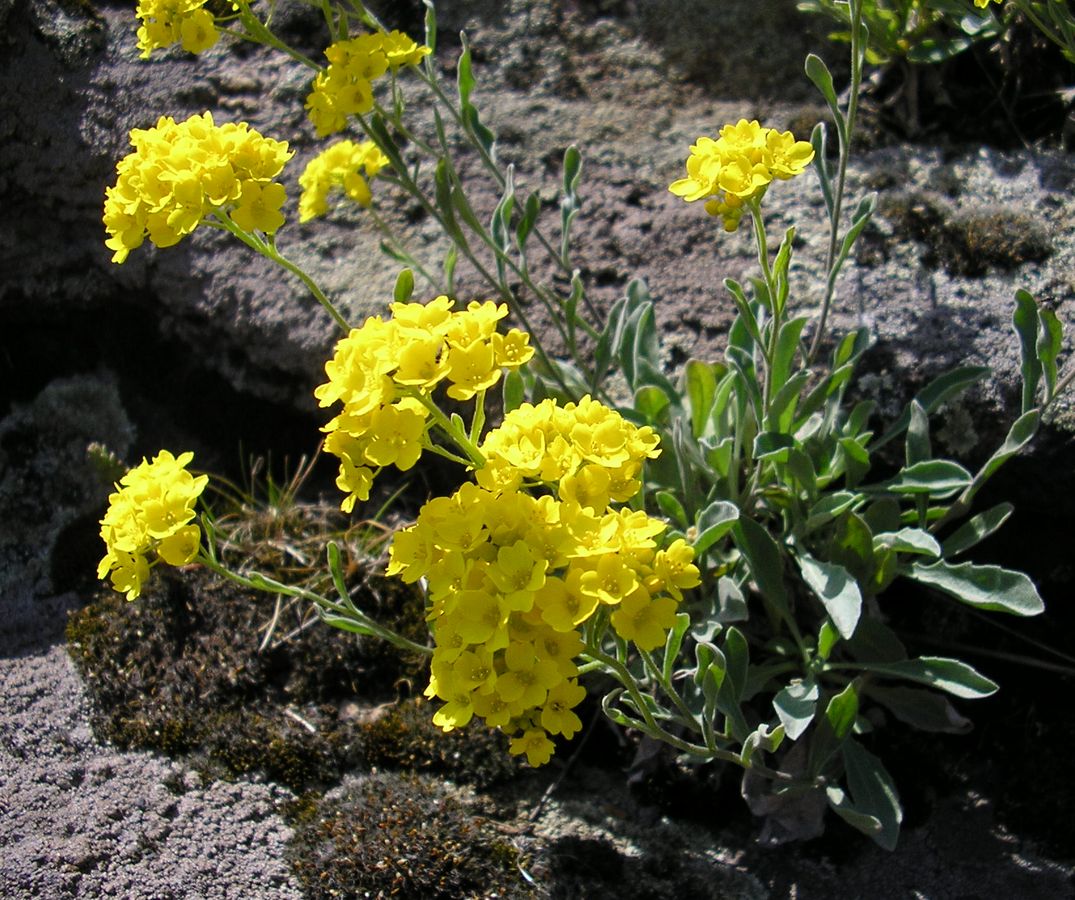 Изображение особи Aurinia saxatilis.