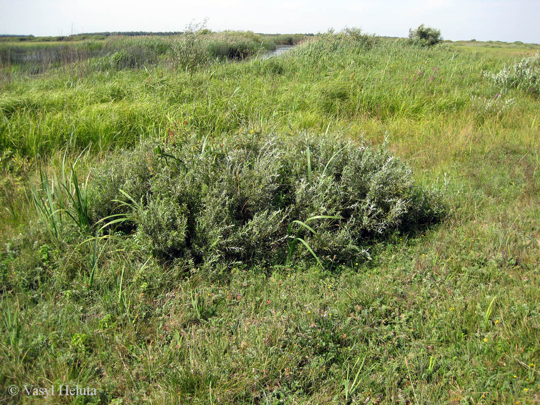 Image of Salix rosmarinifolia specimen.