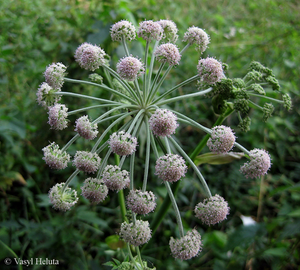 Изображение особи Angelica sylvestris.