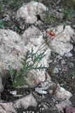 Papaver litwinowii. Цветущее и плодоносящее растение. Южный Казахстан, хр. Боролдайтау, ущ. Кенозен; 1050 м н.у.м. 01.05.2012.