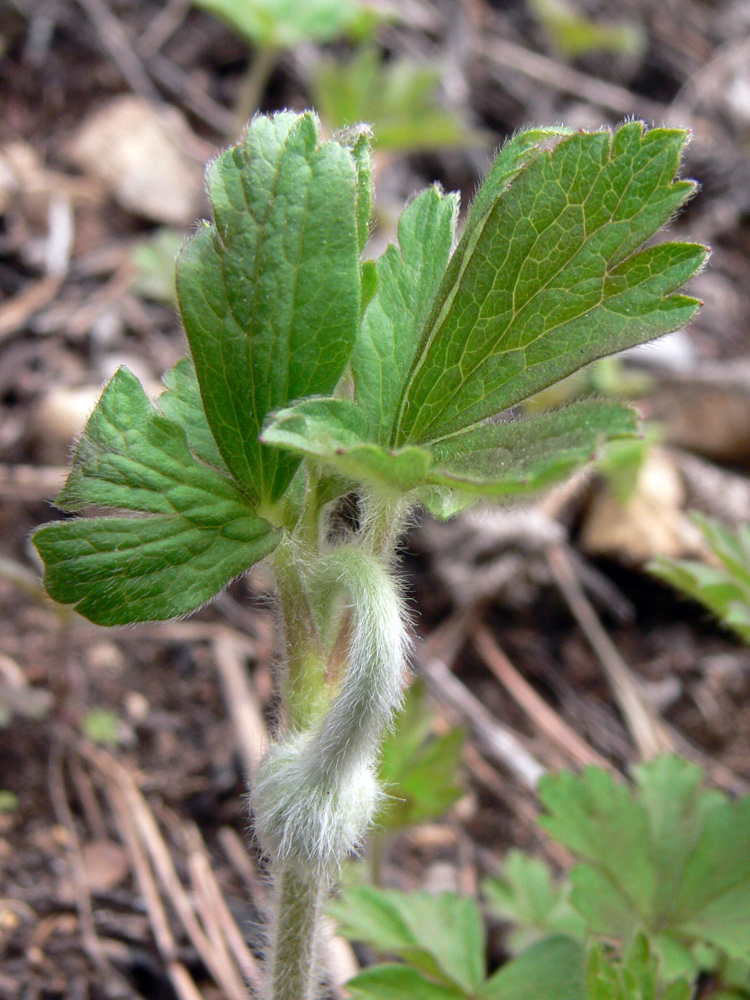 Изображение особи Anemone sylvestris.