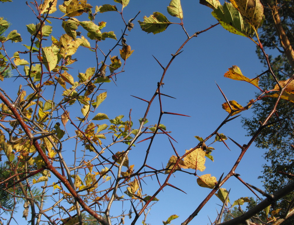 Image of Crataegus chlorocarpa specimen.