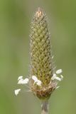 Image of taxon representative. Author is Роланд Цандекидис