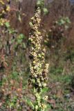 Chenopodium zerovii