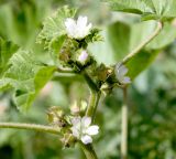 Malva parviflora