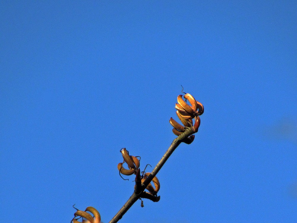 Image of Cercidiphyllum magnificum specimen.