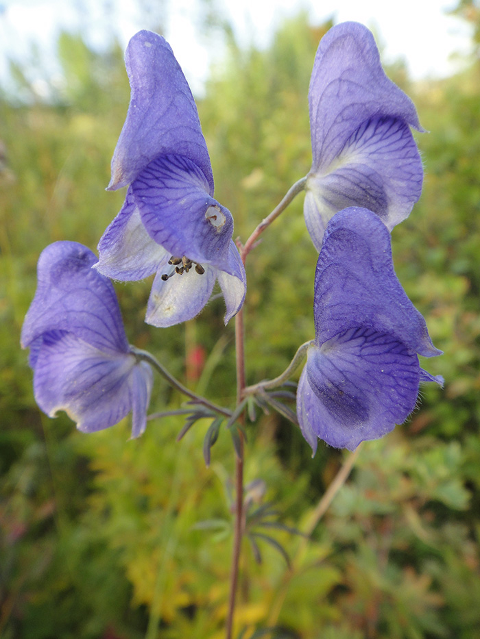 Image of Aconitum ambiguum specimen.