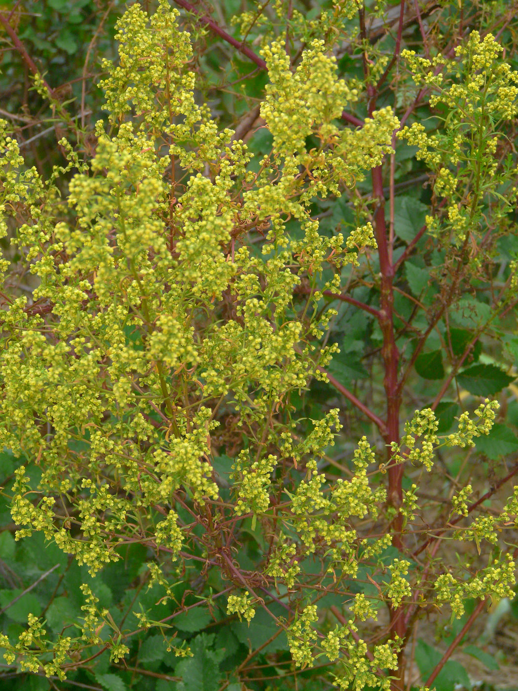 Изображение особи Artemisia annua.