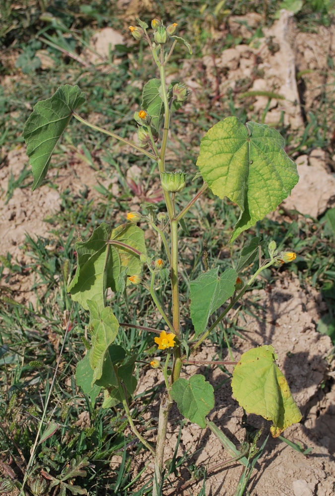 Изображение особи Abutilon theophrasti.