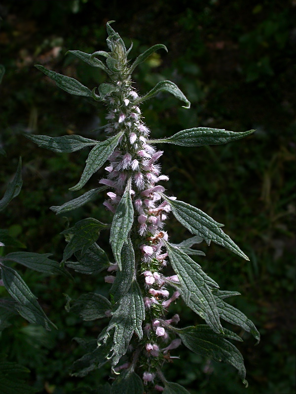 Image of Leonurus quinquelobatus specimen.