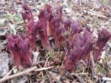 Dicentra spectabilis