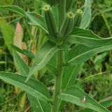 Oenothera villosa