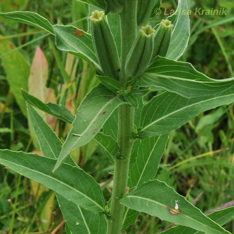 Image of Oenothera villosa specimen.