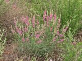 Astragalus varius. Цветущее растение в песчаной степи. Украина, Донецкая обл., Новоазовский р-н, НПП \"Меотида\", Еланчанский под. 07.06.2012.