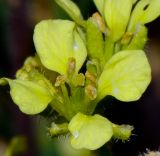 Sinapis alba