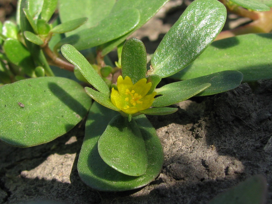 Изображение особи Portulaca oleracea.