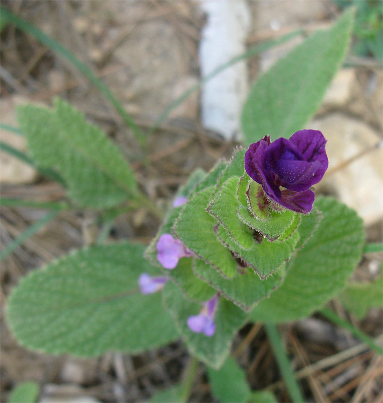 Изображение особи Salvia viridis.