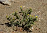 Arnebia hispidissima. Цветущее растение. Израиль, Эйлатские горы, сухое русло. 11.02.2013.