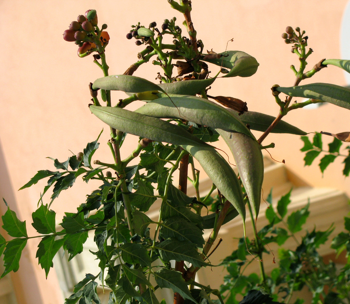 Image of Campsis radicans specimen.