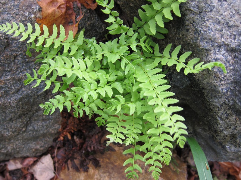 Image of Woodsia polystichoides specimen.