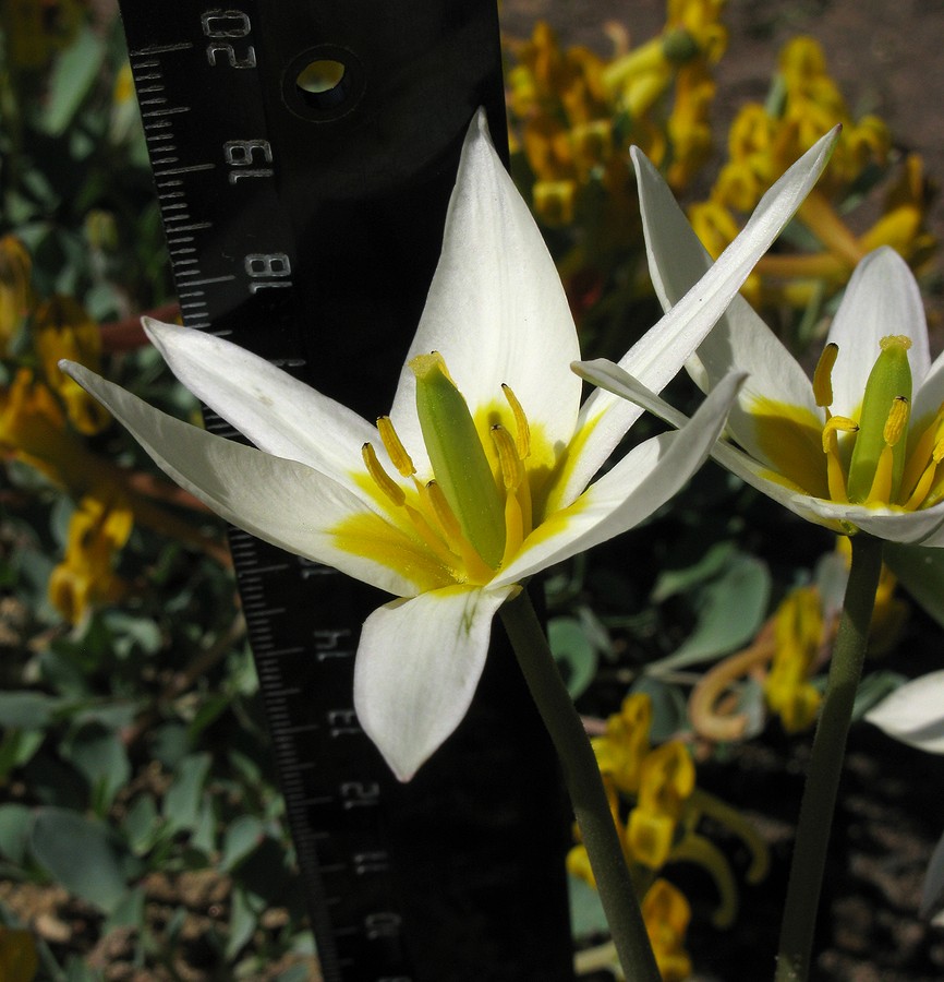 Изображение особи Tulipa turkestanica.