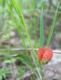 Lathyrus cicera