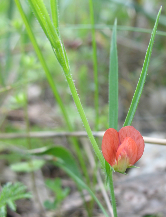 Изображение особи Lathyrus cicera.