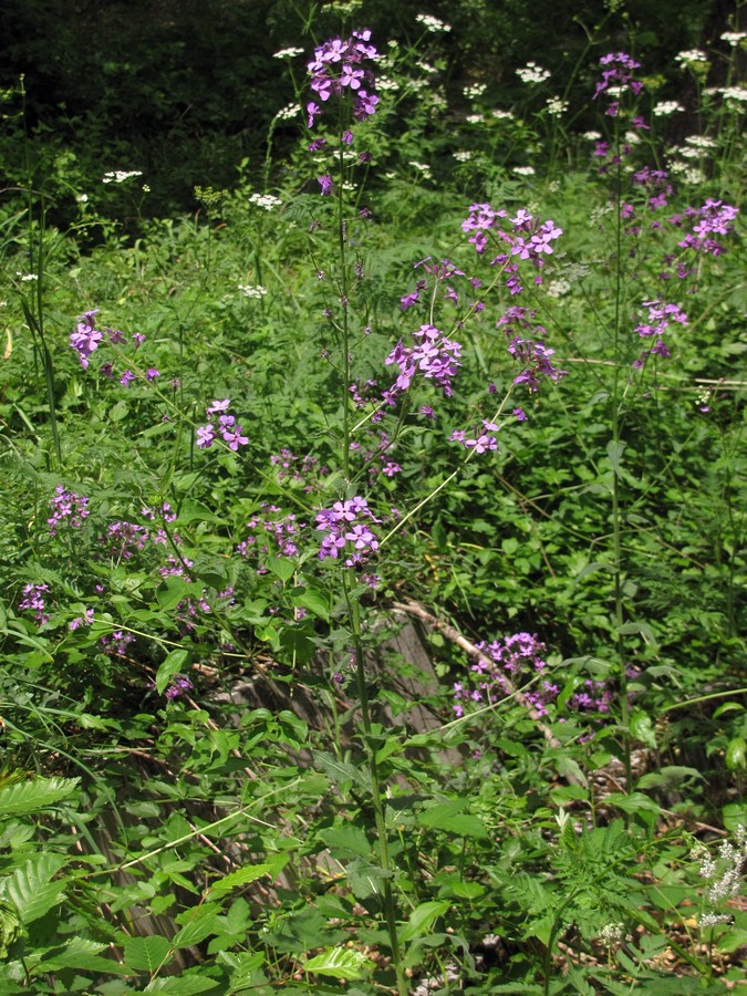 Image of Hesperis matronalis specimen.