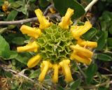 Phlomis fruticosa