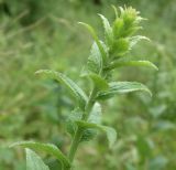 Campanula bononiensis. Верхушка растущего побега. Ростовская обл.,Азовский район, Александровский лес. 12.06.2013.