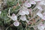 Scutellaria leptosiphon