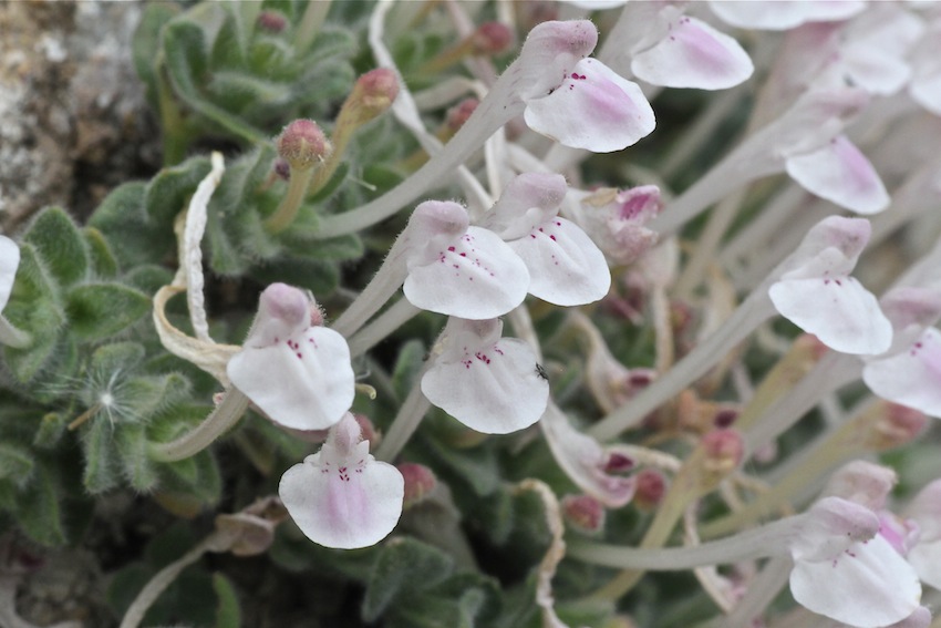 Изображение особи Scutellaria leptosiphon.