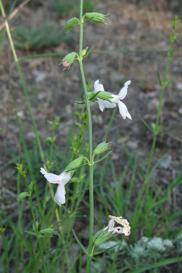 Image of Stachys angustifolia specimen.