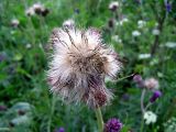 Cirsium rivulare