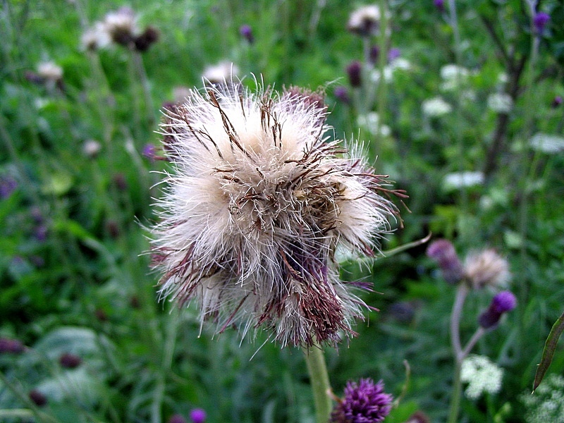 Image of Cirsium rivulare specimen.