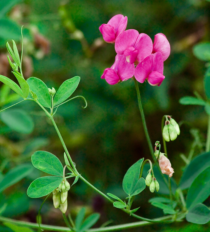 Изображение особи Lathyrus tuberosus.