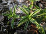 genus Helianthemum