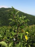 Prunus spinosa. Верхушка плодоносящего растения. Краснодарский край, Новороссийск, мыс Шесхарис, прибрежный склон Маркотхского хребта, ≈ 500 м н.у.м. 21.07.2013.