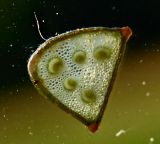 Sanicula europaea