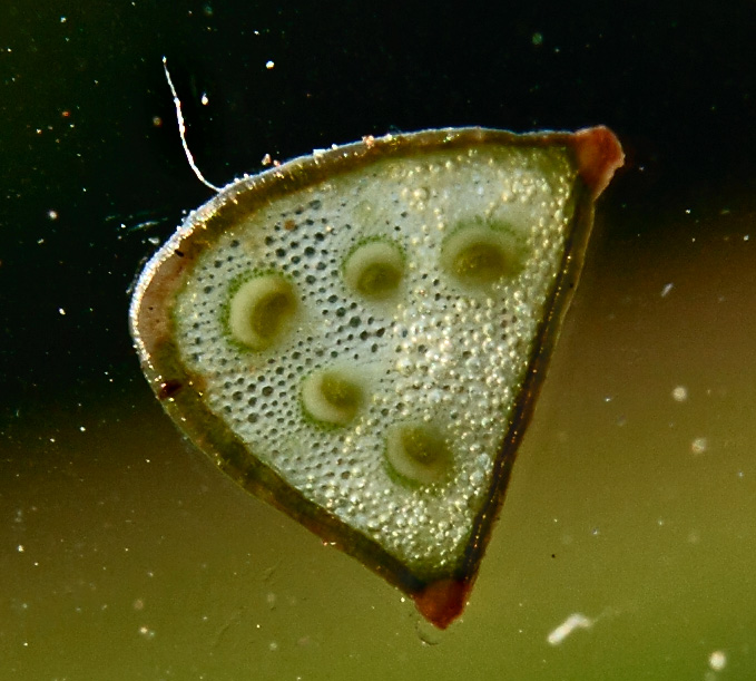 Image of Sanicula europaea specimen.