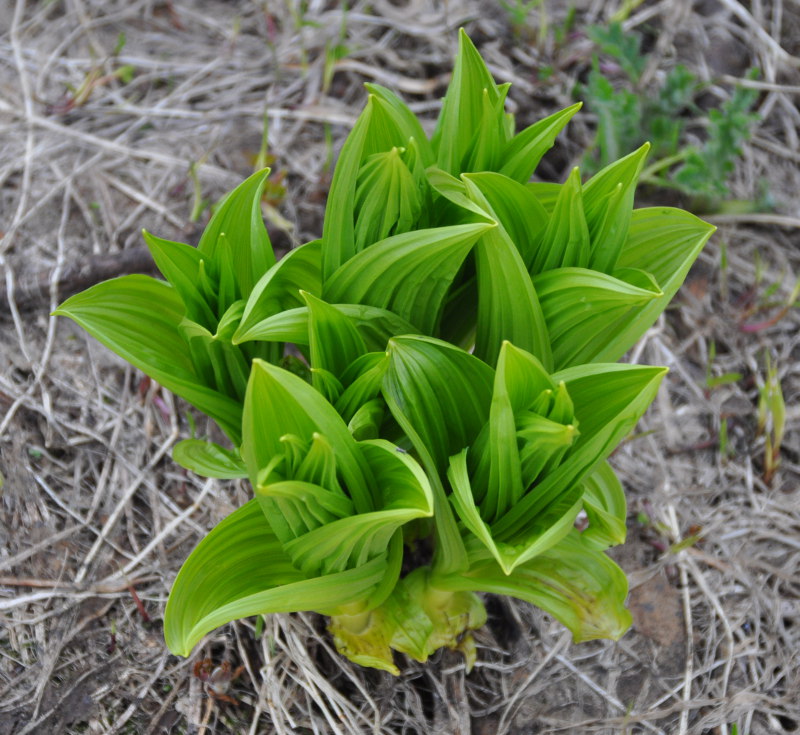 Изображение особи Veratrum oxysepalum.