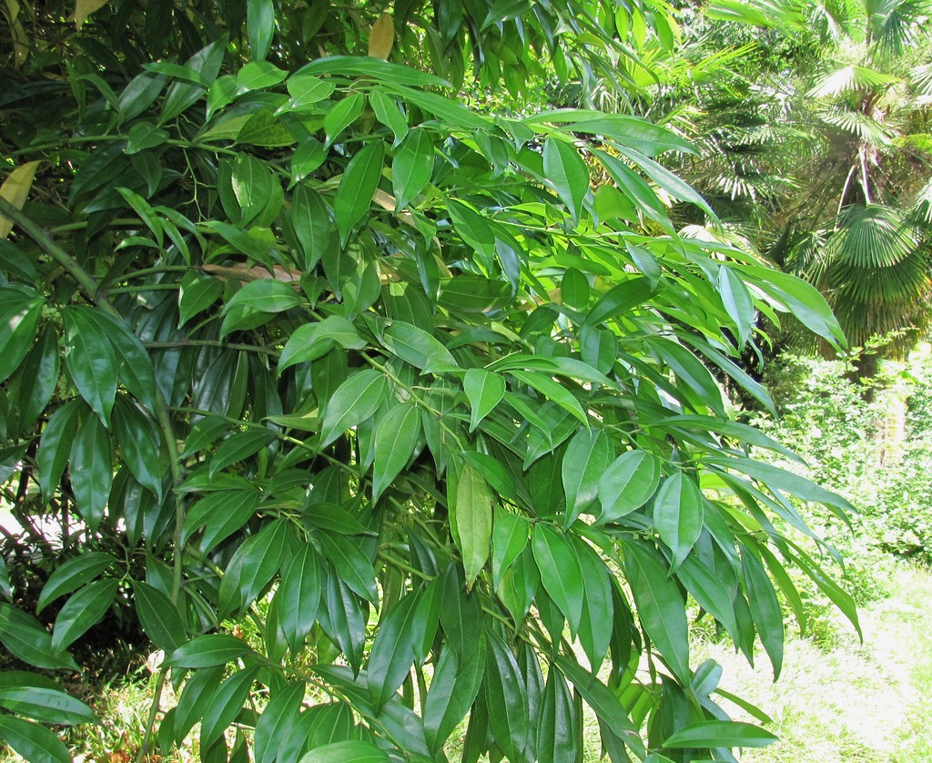 Image of Cocculus laurifolius specimen.