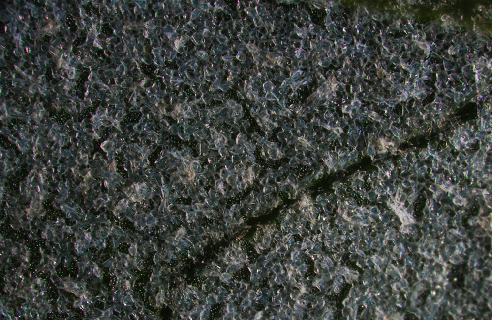 Изображение особи Atriplex patula.