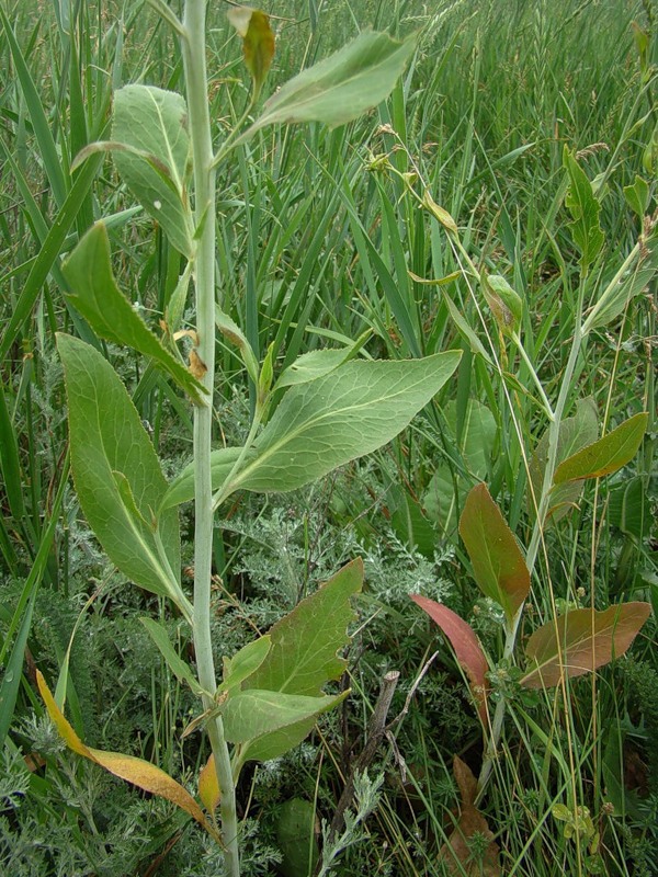 Image of Lepidium latifolium specimen.