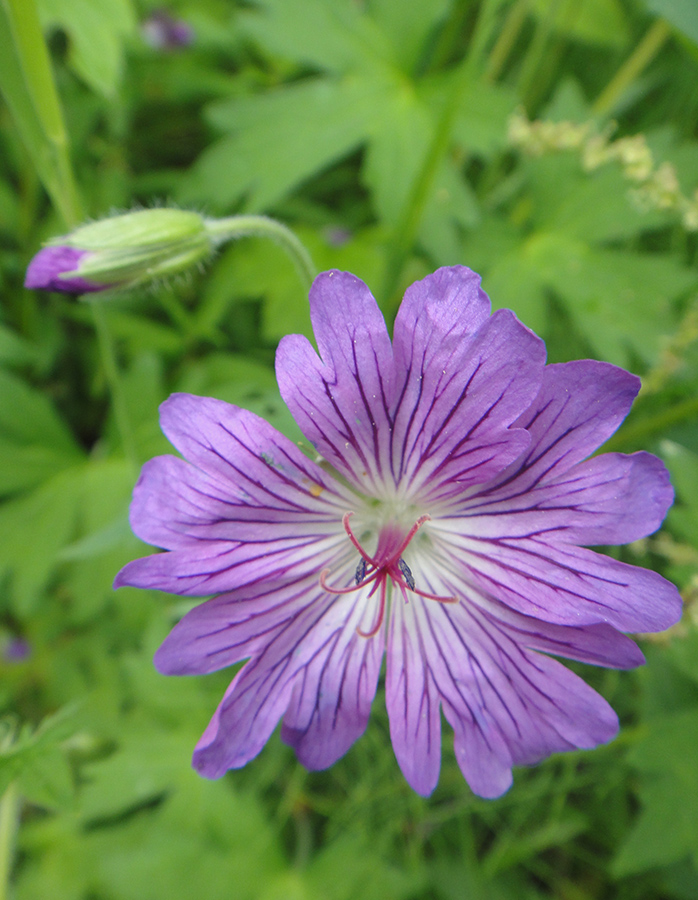 Изображение особи Geranium wlassovianum.