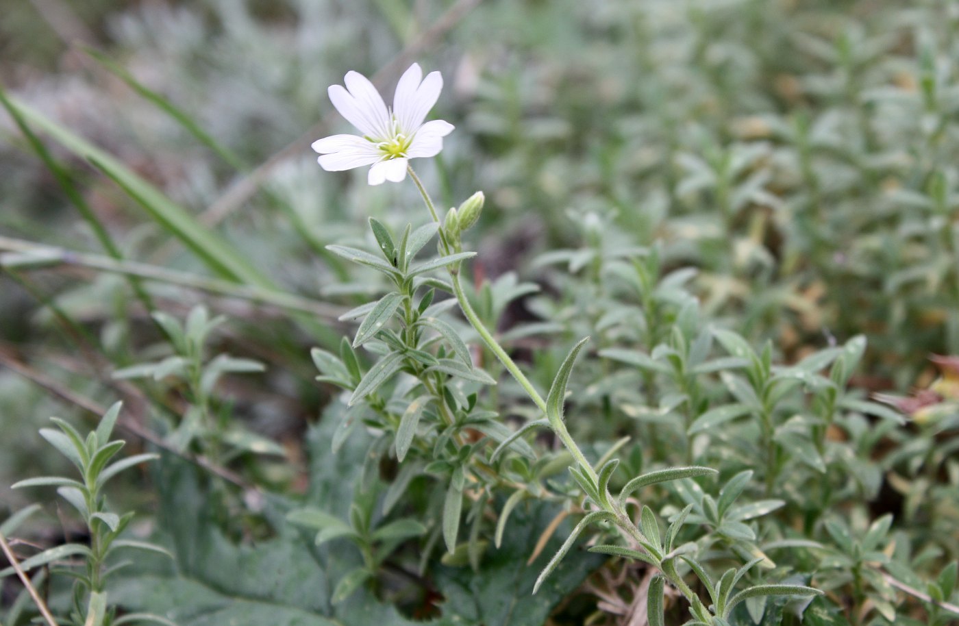 Image of Cerastium zhiguliense specimen.